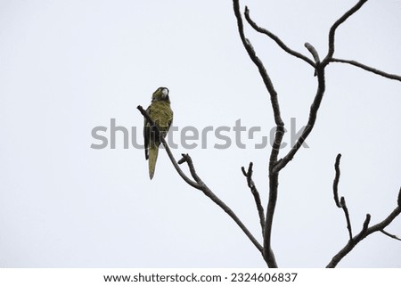 yellow-billed amazon (Amazona collaria), also called the yellow-billed parrot or Jamaican amazon Royalty-Free Stock Photo #2324606837