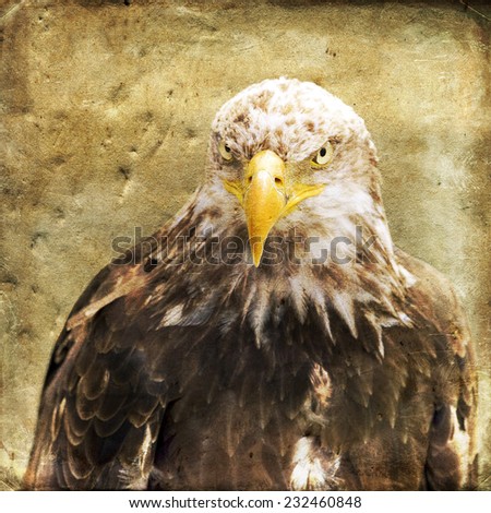 An American Bald Eagle - Haliaeetus leucocephalus - isolated on textured grunge background