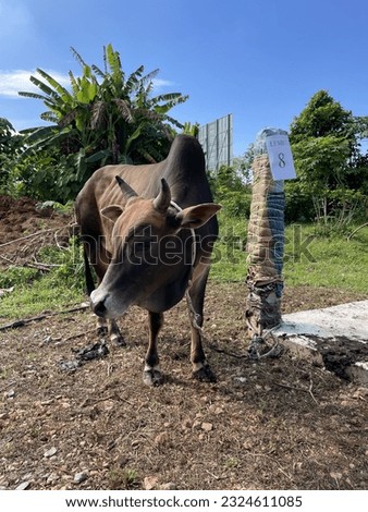 Animal sacrifice cow in the yard of the mosque. Eid al adha, eid qurban slaughter  Royalty-Free Stock Photo #2324611085