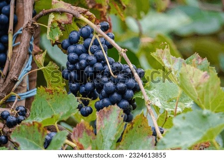 Bunch of red grapes on the vine at their optimum point of ripeness to be harvested