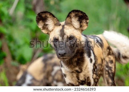 African wild dog watches with another one in the background Royalty-Free Stock Photo #2324616393
