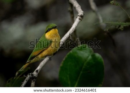 Juvenile Little bee eater resting on a branch