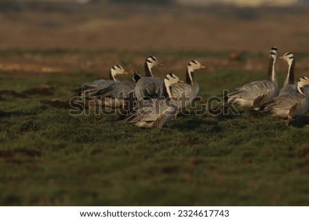 Bar-headed goose grassing in our Bhavnagar grassland.   