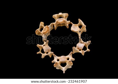Bones in a black background, closeup of photo