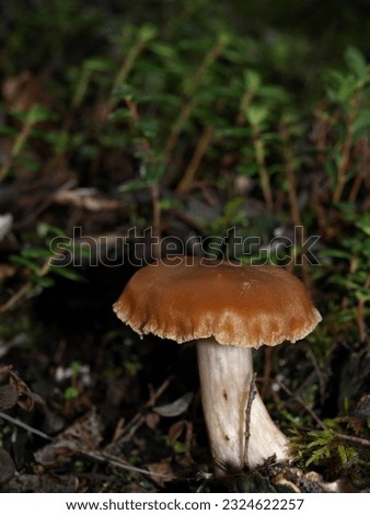 Mushroom bloom in Healy, Alaska.