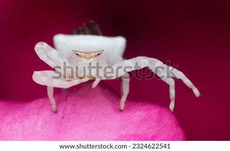 A photo of female crab spider on a pink flower petal The female crab spider is larger in size compared to the smaller male. 