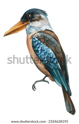 Tropical bird, kookaburra isolated on white background. Watercolor hand drawn illustration.