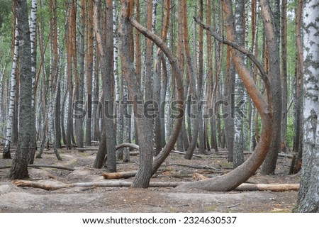 Russia, Ryazan region, Tarnovo village, 16.08.2020, dancing forest