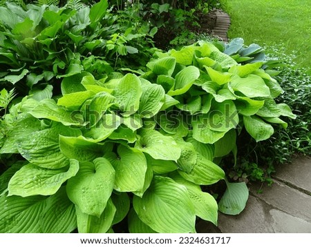 Diverse colors of the host, Hosta hybride "Guacamole", Hosta "Canadian Blue"  and Hosta fortunei "Gold Standart" a garden in the Moscow region, July 2023. Royalty-Free Stock Photo #2324631717