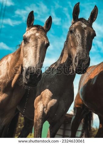 Close up of horses after running through water 