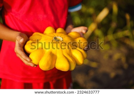 The boy holds in his hands a ripe yellow pattypan squash, picked in the garden of a village house Royalty-Free Stock Photo #2324633777