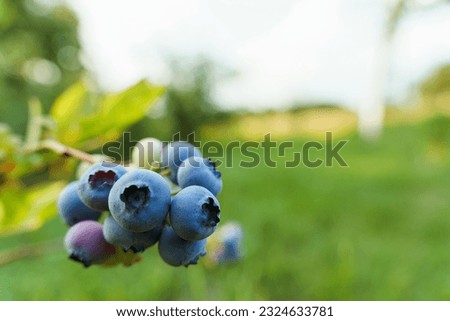Shallow depth of field on bunches of blueberries on a bush growing in a village garden Royalty-Free Stock Photo #2324633781