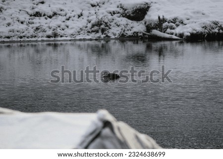 A peaceful photo of a duck swimming in the lake with a background and foreground of a snow