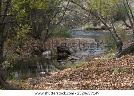 Beautiful autumn landscape with a river crossing the path of dry leaves fallen from the trees in the middle of November. Nature in its purest state.
