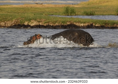 Hippopotamus, hippopotamus amphibius, Adult in Chobe River, Okavango Delta in Botswana