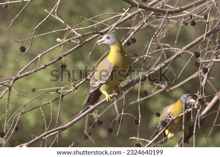 The yellow-footed green pigeon also known as yellow-legged green pigeon, is a common species of green pigeon found in the Indian subcontinent and parts of Southeast Asia.