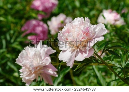 Beautiful pink peony flowers on a Sunny day in the garden. Floral background