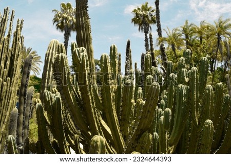 A large group of cacti on a crisp blue sky day.