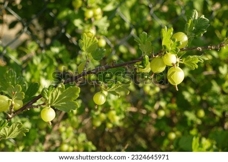 European gooseberry ripe fruit on the bush branch