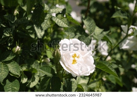 White rose flowers blooming on the bush