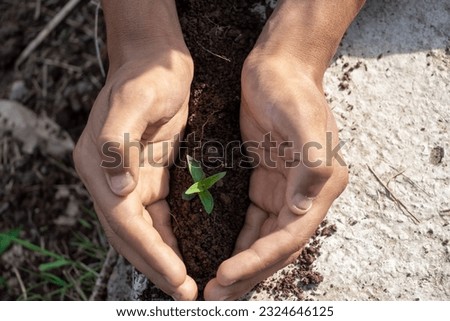 young boy hand planting young tree on black soil.close up.world environment day.Earth day concept