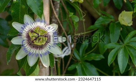 Macro shot of passion flower or also called passion flower