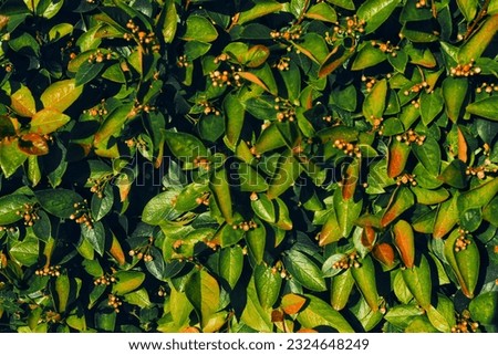 Natural background of cotoneaster brilliant