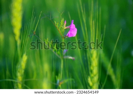 Wild pink pea flower in green wheat field. Stock Photo 