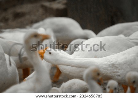 The vibrant image captures the pure joy of Group ducks in love, swimming gracefully in a picturesque leak
