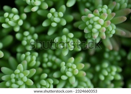 blurred green succulent plants close-up, light green Clean Sedum, blurred green succulent, macro photo of a green succulent, macro patterns rose leaves photo from above succulent aloe plant