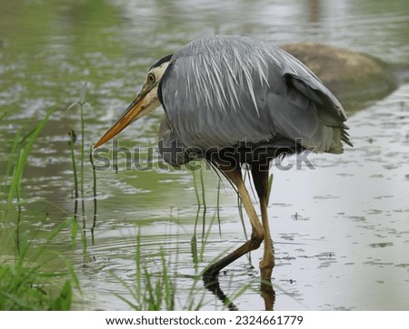 isolated great blue heron in natural habitat