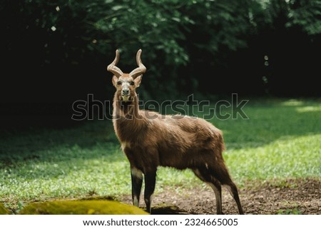 A portrait of sitatunga antelope in zoo forest
