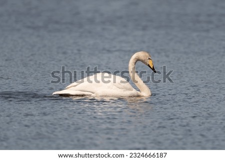 Whooper swan also known as the common swan - Cygnus cygnus with mute swan - Cygnus olor swimming
on water with blue water background. Photo from Milicz Ponds in Poland.