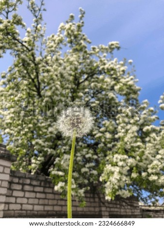 Fluffy dandelion on a background of cherry blossoms on a sunny spring day