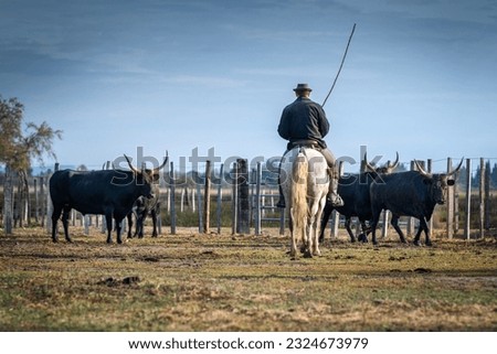 Cowboy carrying a long cattle prod near a herd of bulls, Camargue, France Royalty-Free Stock Photo #2324673979