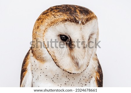 owl, high resolution baby owl photo. Barn Owl (Tyto furcata or Tyto alba), also known, Catholic Owl, and Deathshroud, this species belongs to the Tytonidae family.