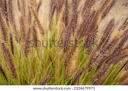 Purple fountain grass bush in the park Royalty-Free Stock Photo #2324679973