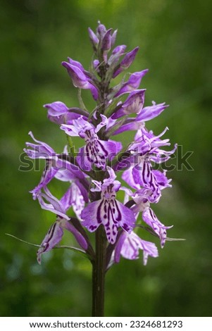 Dactylorhiza maculata belonging to the Orchidaceae family.