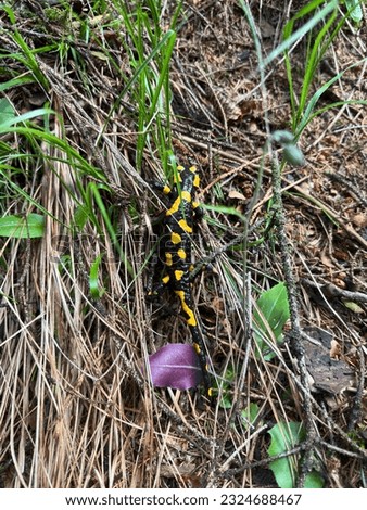 Fire salamander in the mountains after a rain shower