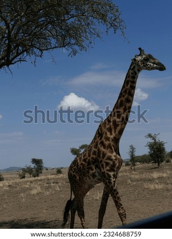 Maasai Giraffe  ( Giraffa tippelskirchi ) Family-order - Giraffidae Artiodactyla and acacia tree, Serengeti National park, Tanzania, Africa Royalty-Free Stock Photo #2324688759