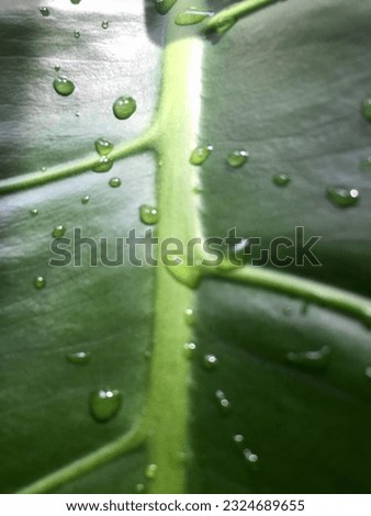 liana monstera is a very beautiful green leaves