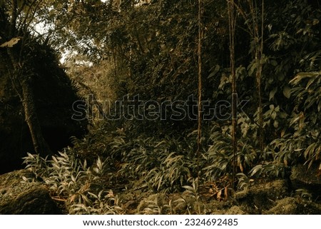 Image of a dense forest. Green forest with trees and vines.
