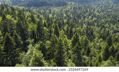 Green forest on mountain in spring, aerial drone view. Trees growing in nature. Beautiful Deciduous and coniferous forest, view from above. Woodland. Royalty-Free Stock Photo #2324697269
