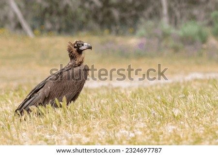 Black vulture (Aegypius monachus) Salamanca, Spain Royalty-Free Stock Photo #2324697787