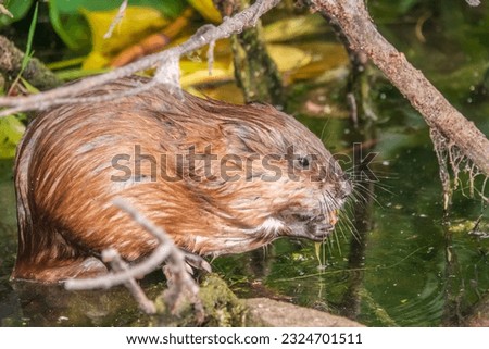 Wild animal Muskrat, Ondatra zibethicuseats, eats on the river bank. Muskrat, Ondatra zibethicus, water rodent in natural habitat.