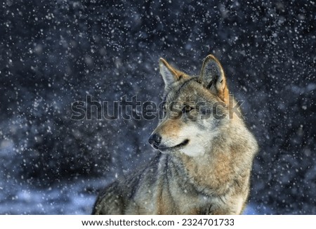 portrait of a she-wolf against the background of falling snow