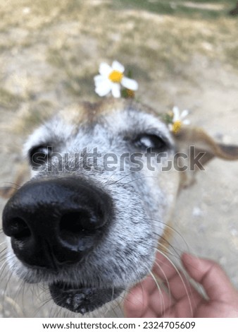Blind old dog and flowers