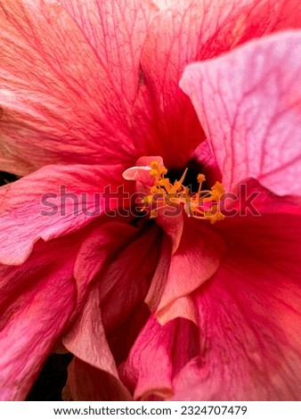 Macro Photography of Pink Flower
