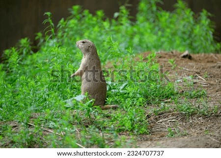 Cute prairie dog standing with curious looking for decorations of wall pictures and wallpapers  