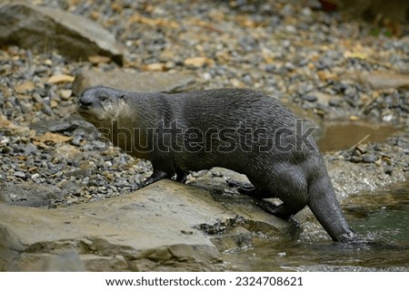 Curious otter looking for wallpaper and poster decorations